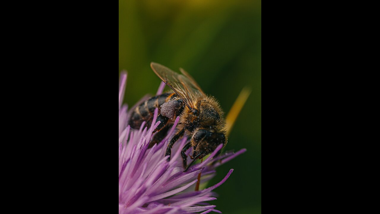 Bees. What would we do without them