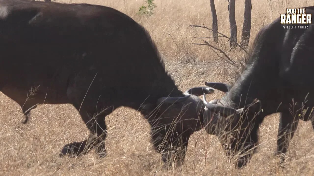 Old Buffalo Bulls Clash Horns In Display Of Strength