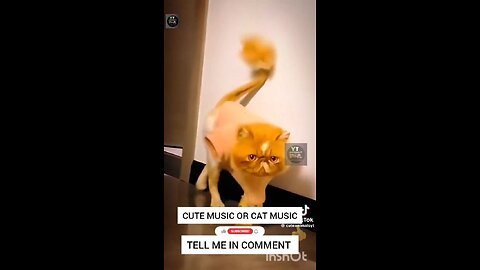 Cute cat and funny cat video.