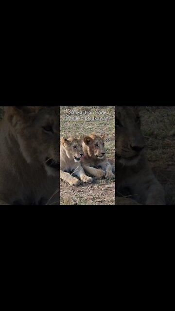 Maasai Mara Sightings Today 01/09/21 (Lion cubs, Crocodile, etc) | Zebra Plains | #shorts