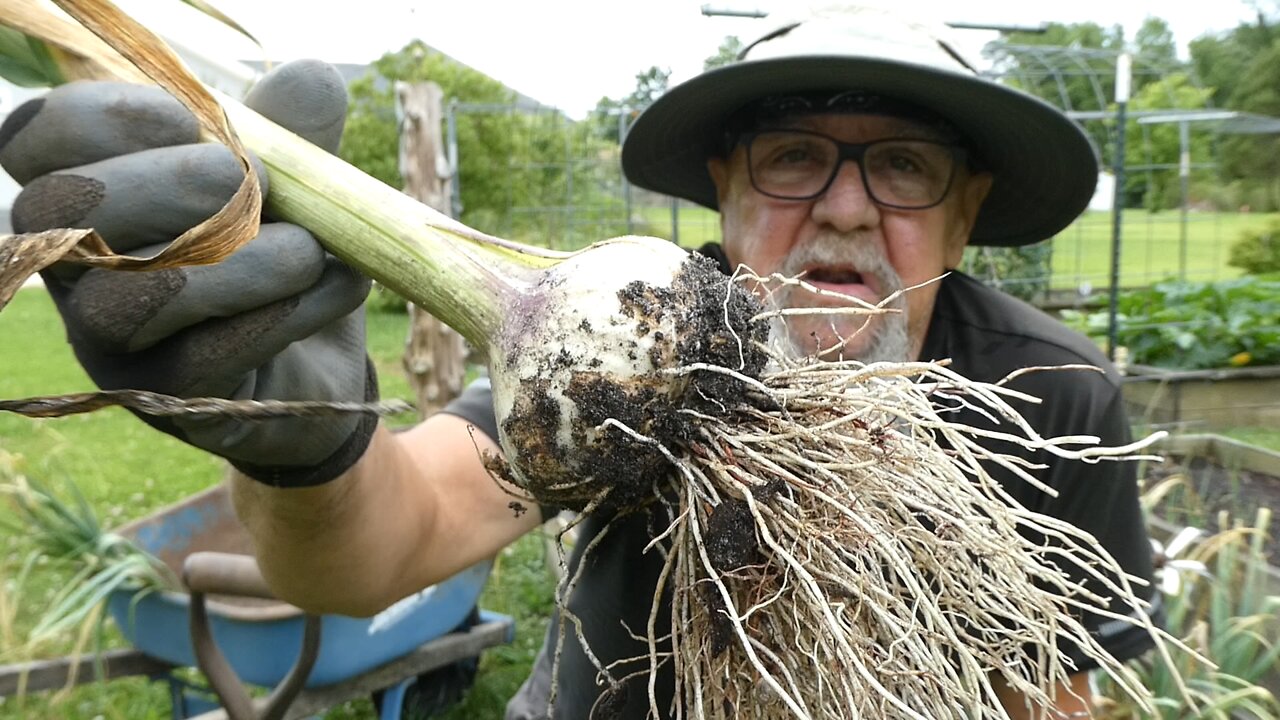 GARLIC (Harvest)