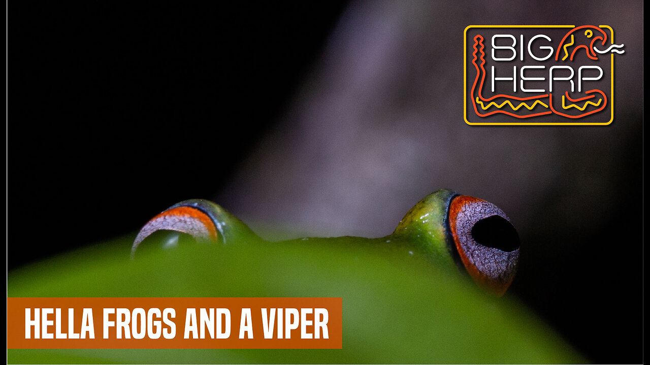 São Paulo, My First Tropical Viper, And Lots Of Frogs