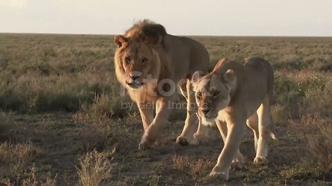 Big lion Hunting cow | African Lion, | Hunting big cow..