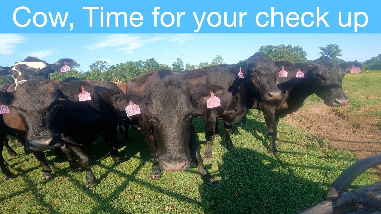 Cow, Time for your check up