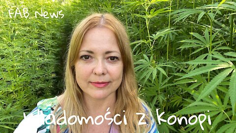 Wiadomości z konopi
