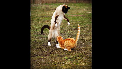Cat funny fight😂😂🐯🐯