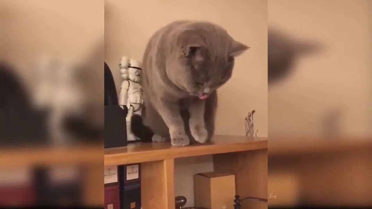 Baby Cats Cute and Funny Cat Videos Compilation #14 Aww Animals