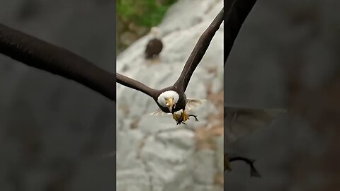 Eagle Rips Fishy's head off 'NOM'