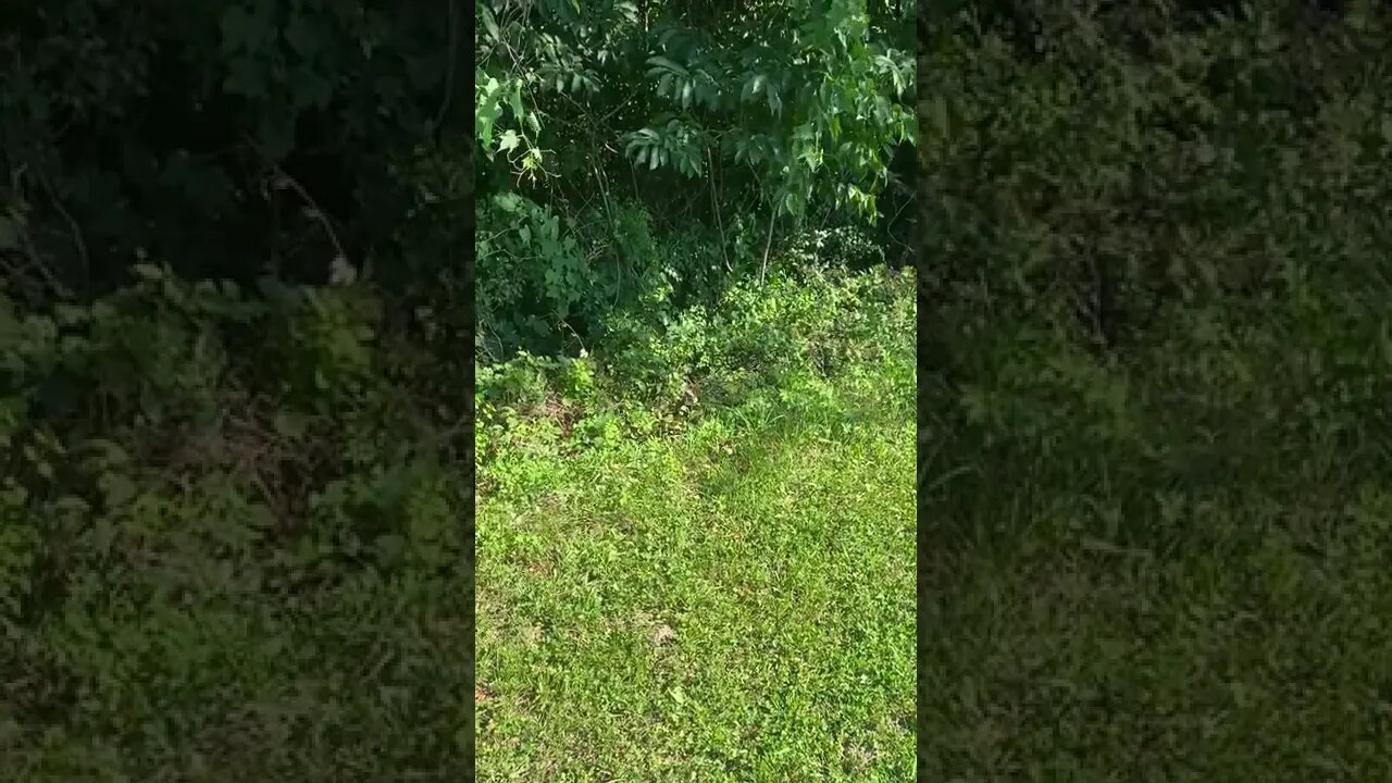 Rabbit Eating By The Sidewalk