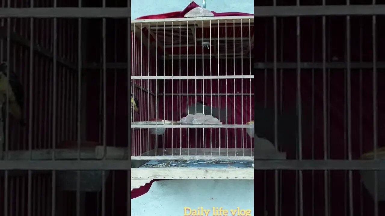 oh my god the bird is so beautiful