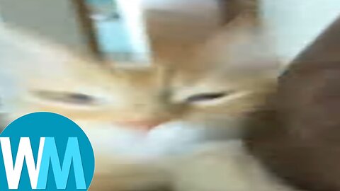 Top 5 cat