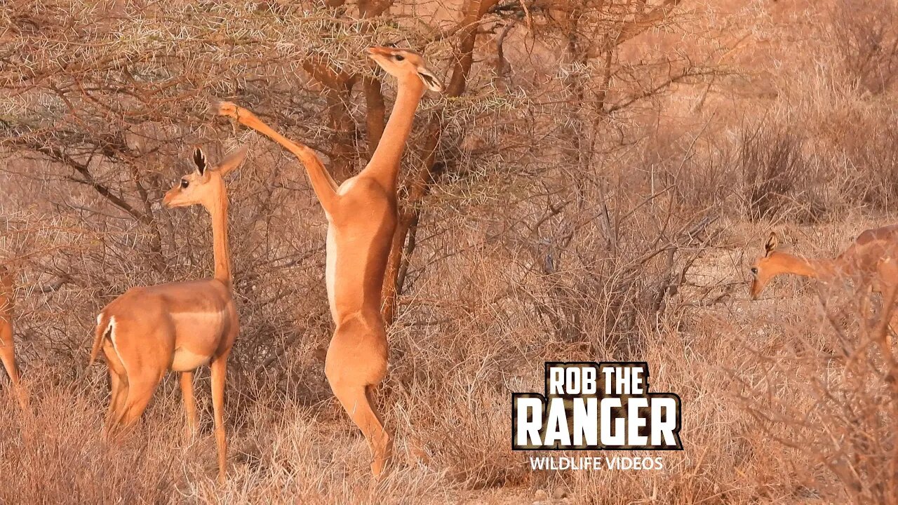 Gerenuk Herd | Buffalo Springs | Zebra Plains On Tour