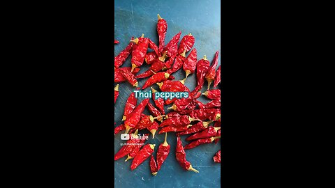 Thai chili pepper