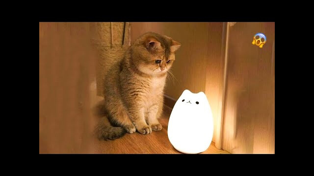 😱 It's To LAUGH When Watching This Video Of The FUNNIEST CATS On Earth 😱 - Funny Cats Life