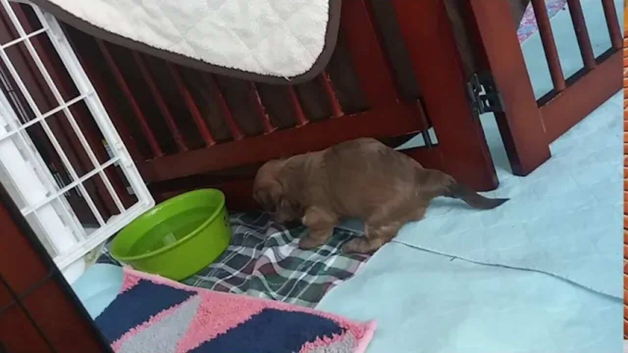 J Litter... Almost 4 wks Old(4)