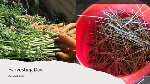 Harvesting Day, Carrots and Spelt