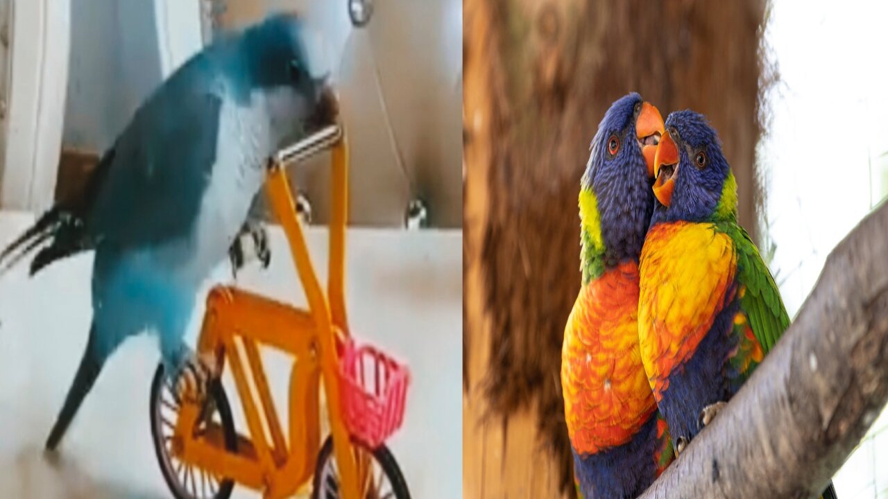 Funny birds parrot🦜 video # Entertainment.