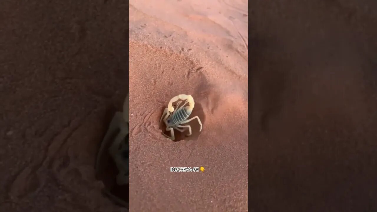 Olha Isso! Escorpião... Você sabia disso?