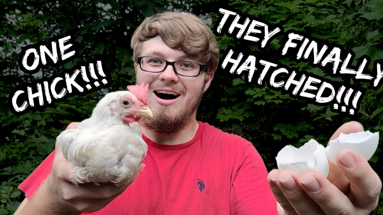 We Finally Hatched a Chick!!! - Moving Them to the Adult Flock!!!