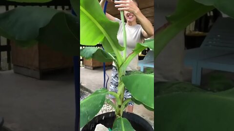 Can you believe the size of this cavendish banana🍌😲#shorts #viral #tiktok