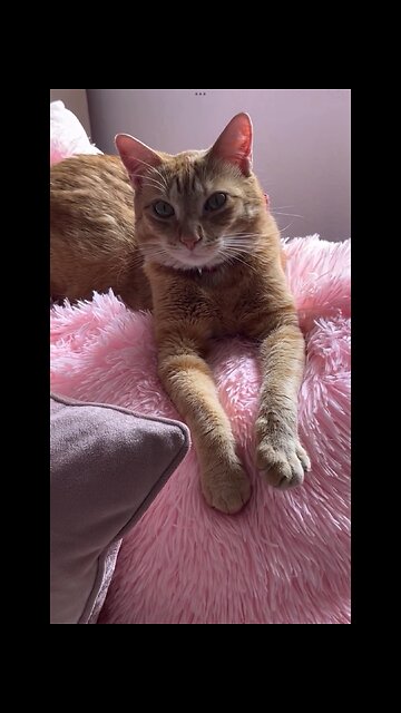 I see it I like it I want it