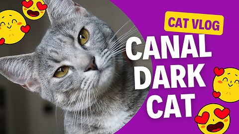 Discover How Beautiful Street Cats Can Be!