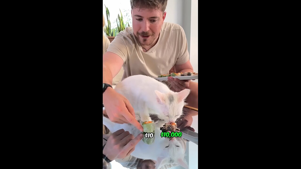 Feeding A Cat $10 Vs $10,000 Sushi