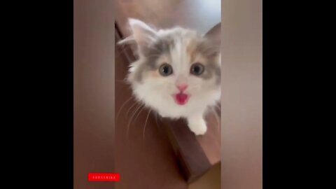 cute cat videos 😹 funny videos 😂1689