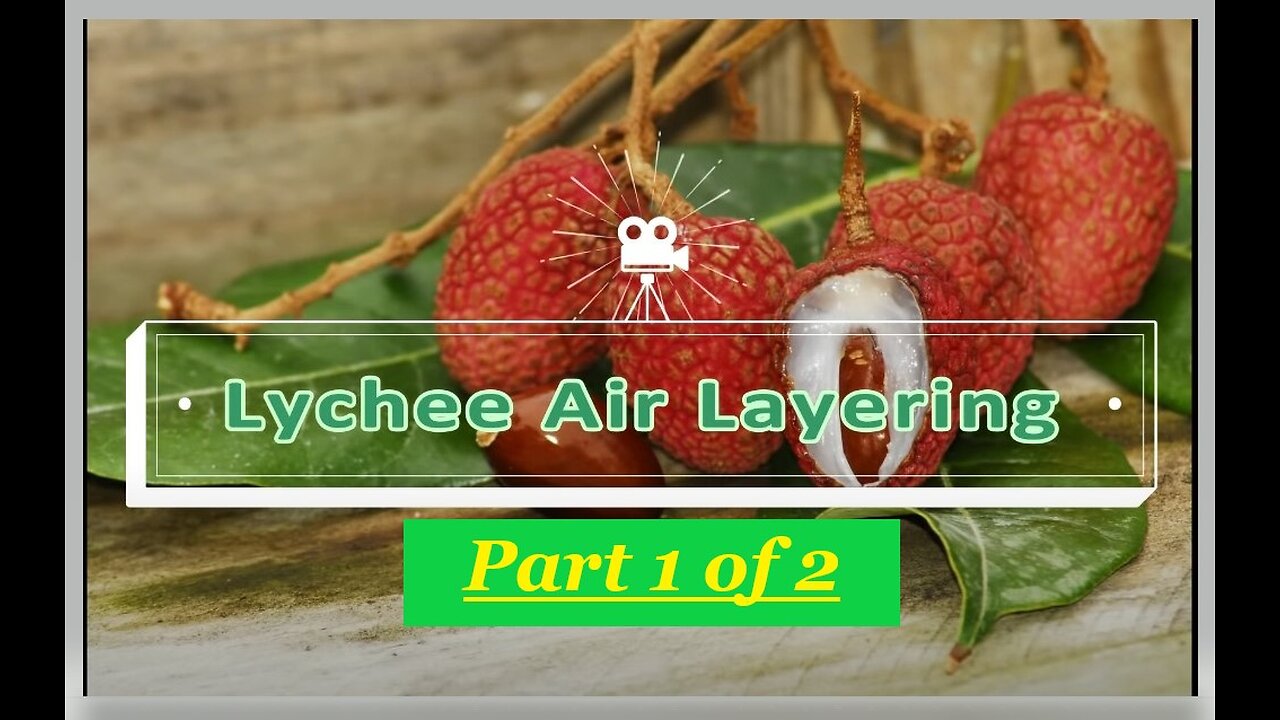 How to Air layer Lychee | Litchi | and other fruit trees - Clone | Propagate fruit trees easily