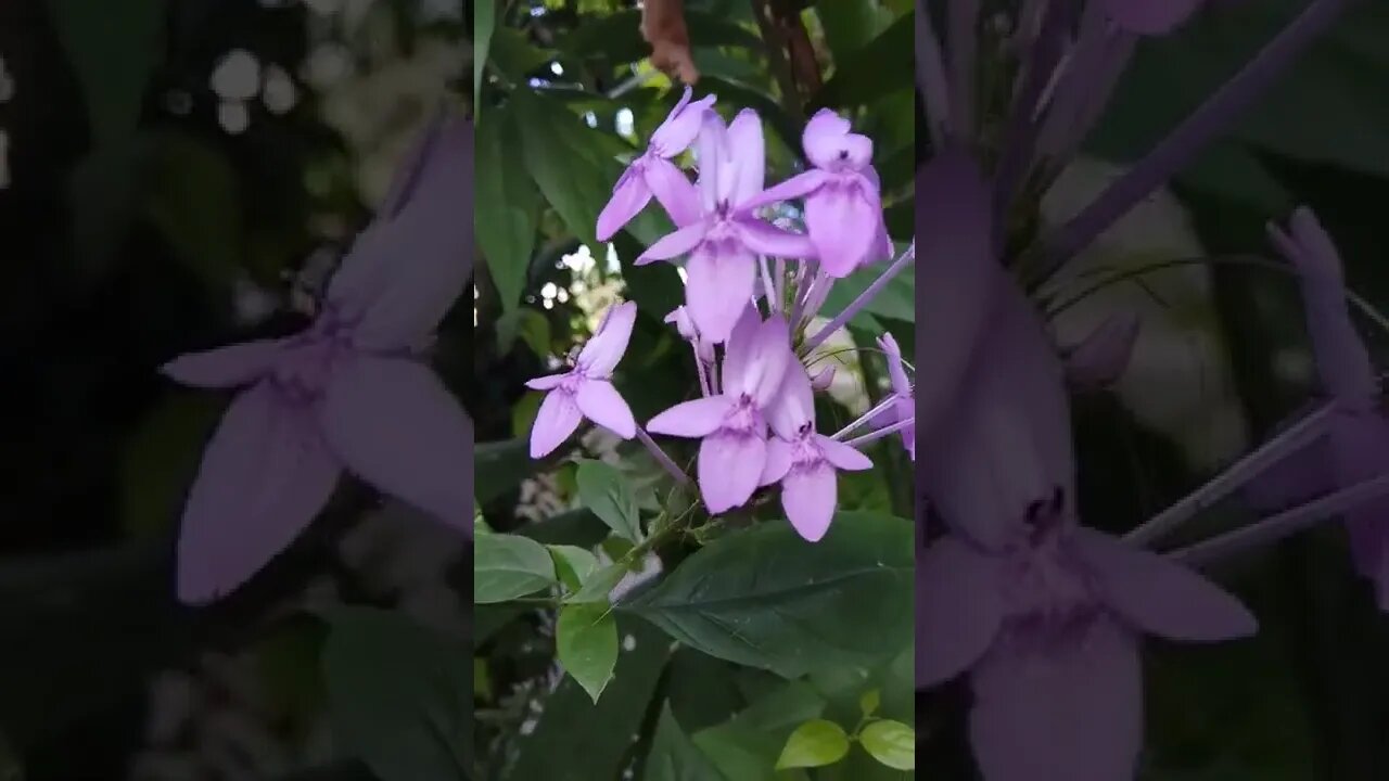 my garden flowers#shorts