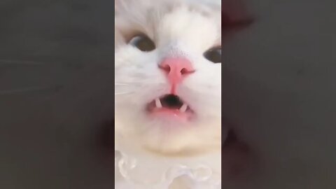 Beautiful cute cat videos#shorts #cat #reels