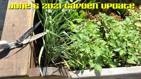 Tony Caravan's June 6th Garden Update