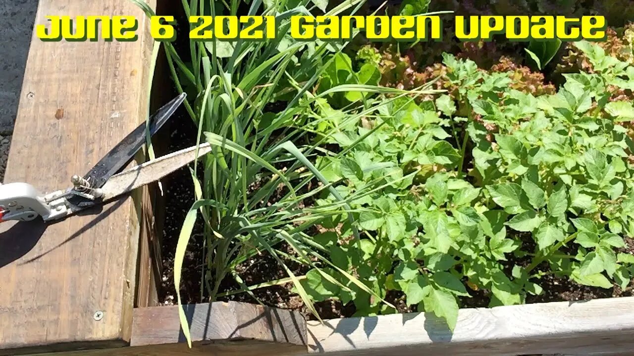 Tony Caravan's June 6th Garden Update