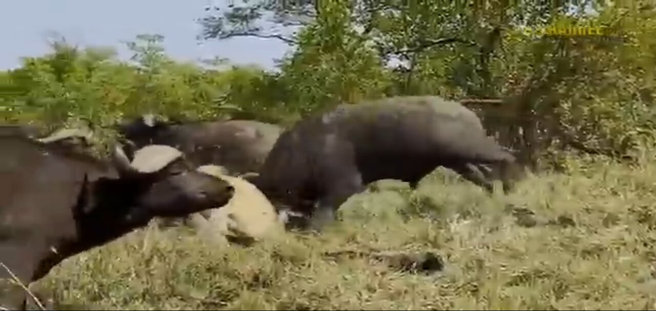 Shocking moments when painful lions are attacked and tortured by African's deadliest prey