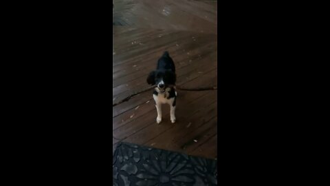 Bailey and her stick🥰