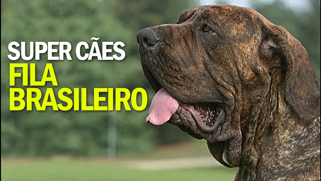 Super Cães | Fila Brasileiro | Brazilian Fila | JV Jornalismo Verdade