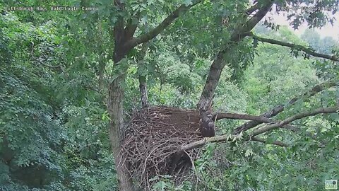 Hays Bald Eagles H18 has a visit from a Blue Jay 2022 06 12 13 39 18 567