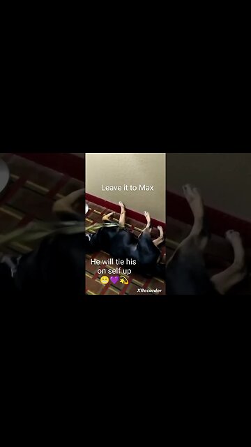 Leave it to Max #dog