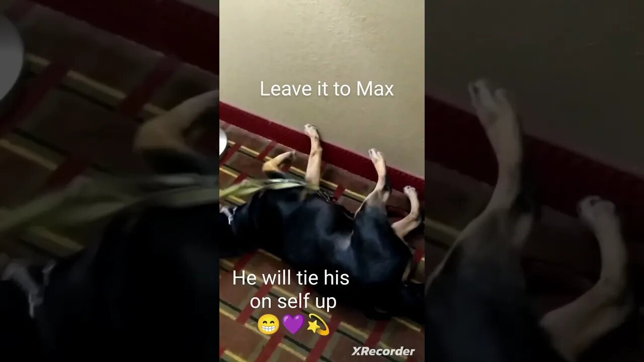 Leave it to Max #dog