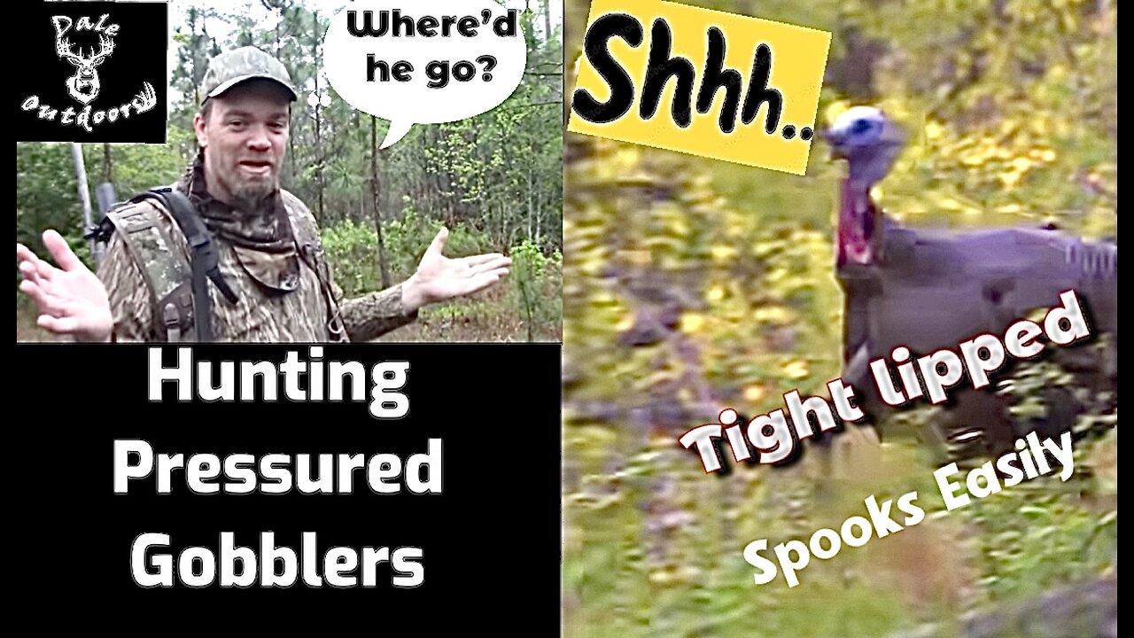 What Does Hunting Pressure Do To Gobblers?