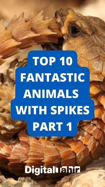Top 10 Fantastic Animals with Spikes Part 1