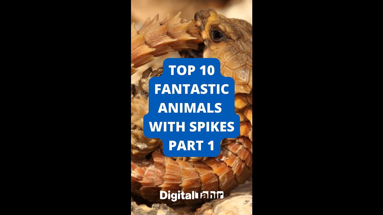 Top 10 Fantastic Animals with Spikes Part 1