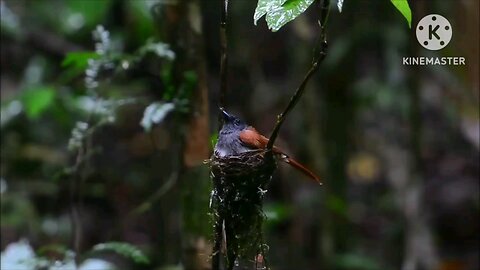 Birds sound in forest