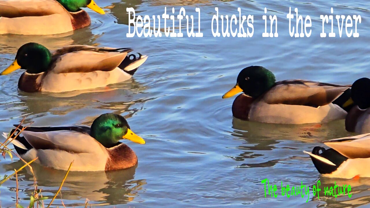 Beautiful ducks on the river / beautiful water birds.