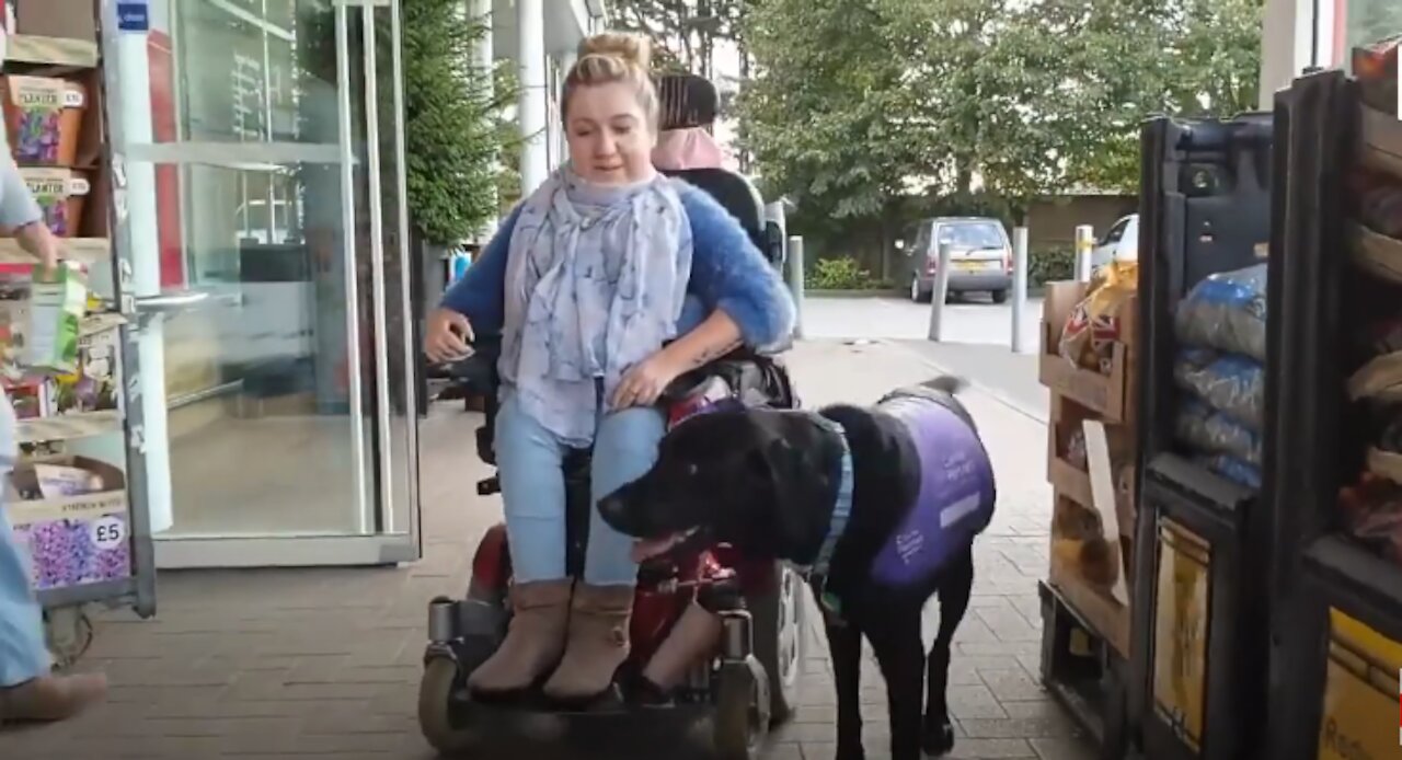 this dog can help out this disabled person from picking things up off the ground to shopping