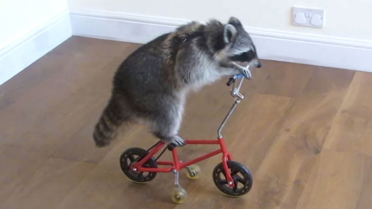 Raccoon riding a cycle. 🤣🤣🤣🤣