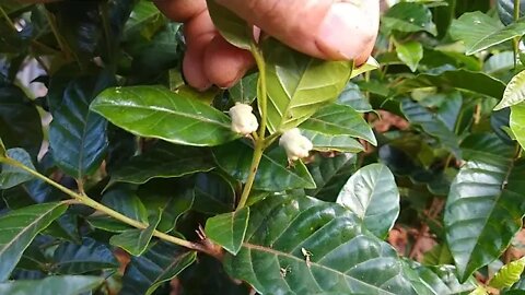 ameixa amarela nespera de enxerto (eriobotrya japonica) a venda em Niterói RJ