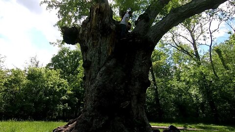 Just me Free Climbing a big Tree! (5x speed)