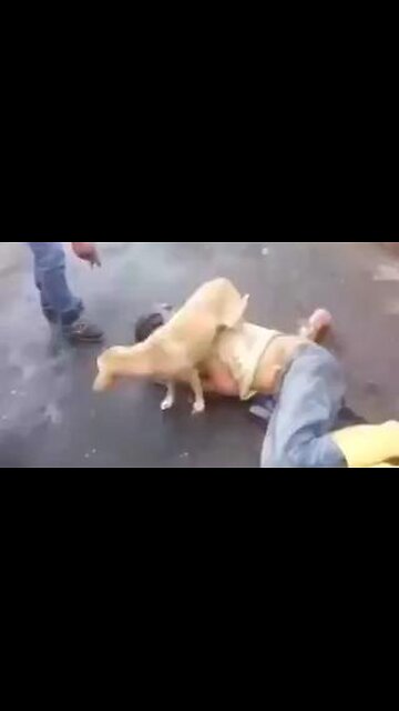 Sometimes dogs are kinder than people