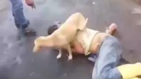 Sometimes dogs are kinder than people